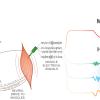 Una nueva tecnología no invasiva permite acceder al cerebro a través de los músculos