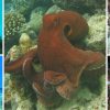 ¿Qué le dicen un mero y una trucha a un pulpo?