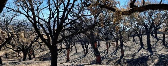 La sequía propicia una temporada extrema de incendios en el suroeste de Europa