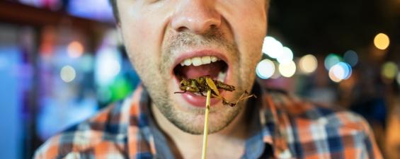 Las claves del 'boom' en el consumo de insectos: ¿es nutritivo y rentable?