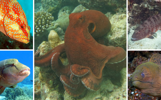 ¿Qué le dicen un mero y una trucha a un pulpo?