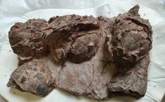 Huevos de dinosaurio Loarre 