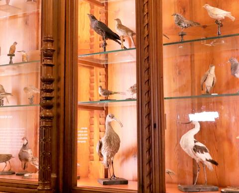 SEO/BirdLife y la Universidad de Zaragoza hacen balance de la riqueza ornitológica de sus tres campus