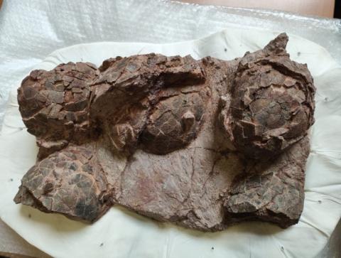 Huevos de dinosaurio Loarre 